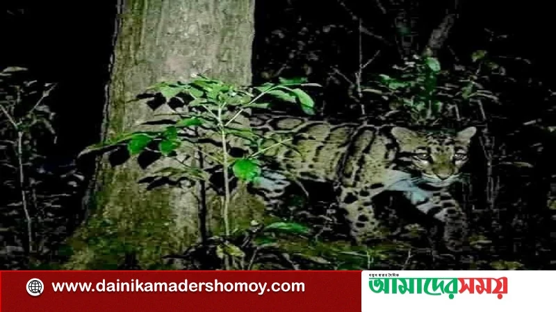 শ্রীপুরের ৩ গ্রামে বাঘের আতঙ্ক, বন বিভাগ বলছে বিরল ‘মেঘলা চিতা’