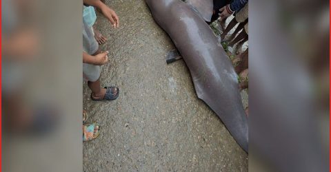 অষ্টগ্রামে হাওরে মৃত গাঙ্গেয় শুশুক উদ্ধার, মাছ ভেবে খেলেন বাসিন্দারা