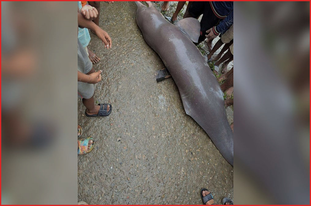 অষ্টগ্রামে হাওরে মৃত গাঙ্গেয় শুশুক উদ্ধার, মাছ ভেবে খেলেন বাসিন্দারা