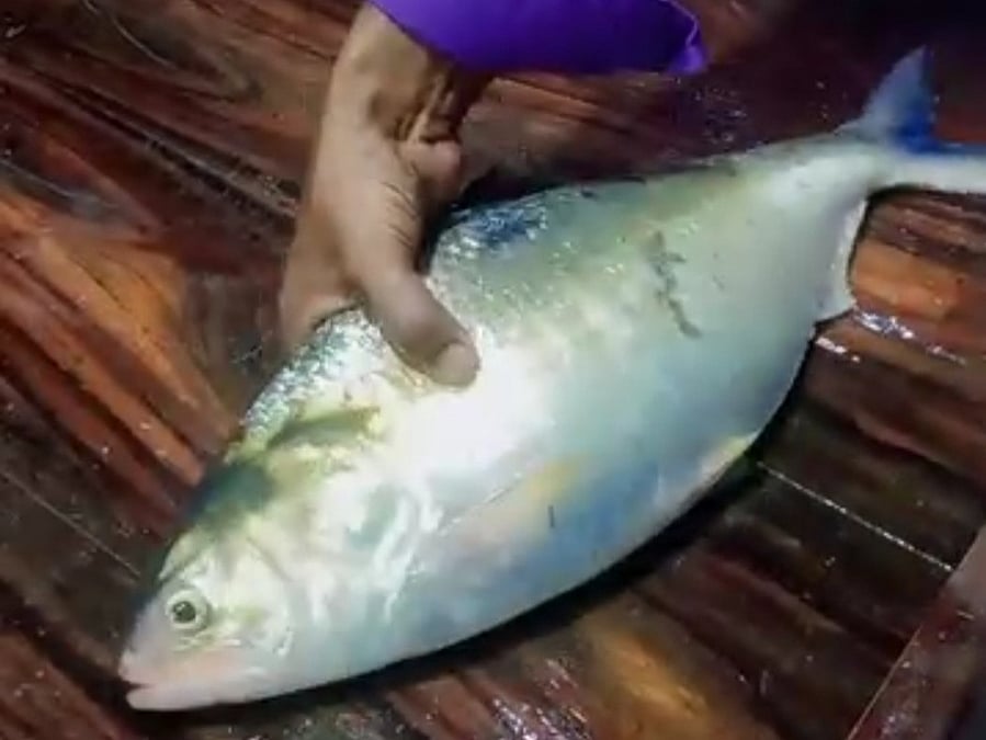 রামগতিতে ২ কেজি ৩০০ গ্রামের ইলিশ বিক্রি হলো সাড়ে ১০ হাজার টাকায়