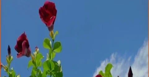 বাগানের সৌন্দর্য বাড়াতে লাল অলকানন্দার জুড়ি নেই