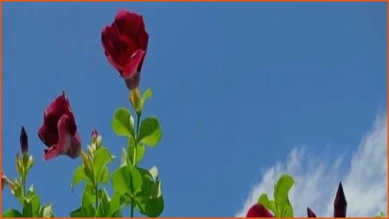 বাগানের সৌন্দর্য বাড়াতে লাল অলকানন্দার জুড়ি নেই