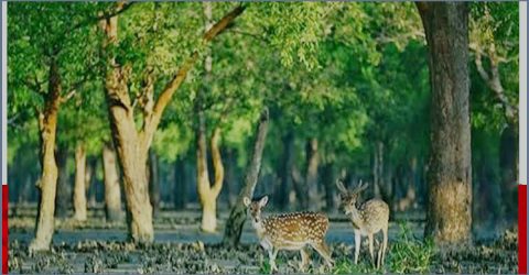 বিশ্ব পর্যটন দিবস: বাংলাদেশের পর্যটন খাতের নতুন সম্ভাবনা ও লক্ষ্য