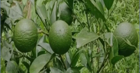 শ্রীমঙ্গলে ফল চাষে আতর আলীর সাফল্য, বছরে আয় ২৫ লাখ