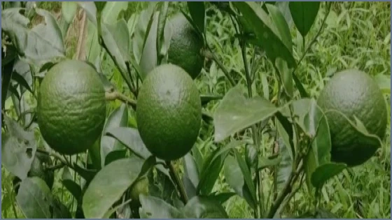 শ্রীমঙ্গলে ফল চাষে আতর আলীর সাফল্য, বছরে আয় ২৫ লাখ