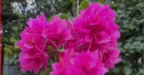 শ্রীমঙ্গলে বাগান বিলাসের রূপালী ও গোলাপি সৌন্দর্য নজর কাড়ছে পথচারীদের