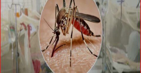 ২৪ ঘণ্টায় ডেঙ্গুতে ৩ জনের মৃত্যু, হাসপাতালে ভর্তি ১৪৩২