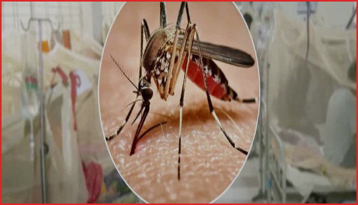 ২৪ ঘণ্টায় ডেঙ্গুতে ৩ জনের মৃত্যু, হাসপাতালে ভর্তি ১৪৩২
