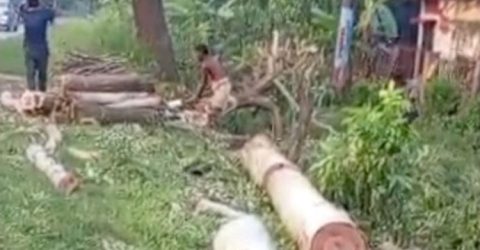 প্রাথমিক স্কুলের গাছ কেটে নিলেন মাধ্যমিকের প্রধান শিক্ষক