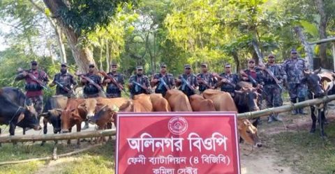 মিরসরাই সীমান্তে ৫০টি ভারতীয় গরু জব্দ করেছে বিজিবি