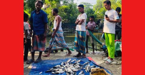 পেকুয়ায় পুকুরে বিষ দিয়ে মাছ নিধন, লক্ষাধিক টাকার ক্ষতি