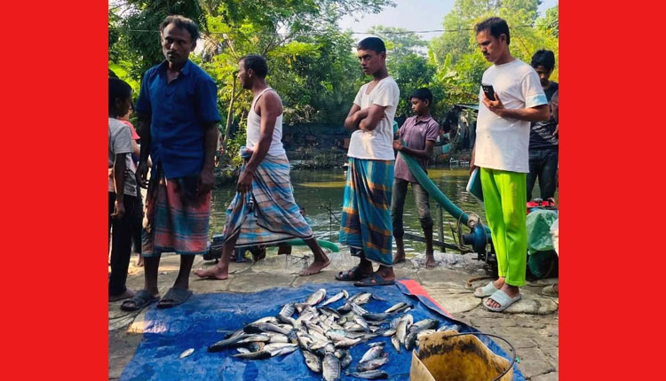 পেকুয়ায় পুকুরে বিষ দিয়ে মাছ নিধন, লক্ষাধিক টাকার ক্ষতি