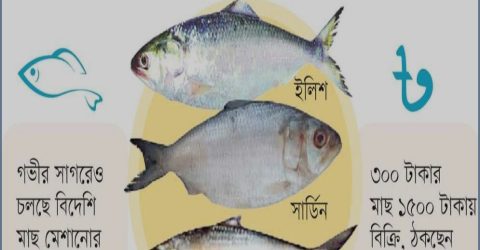 আসল ইলিশের নামে বিদেশি সার্ডিন-চৌক্কা, বাজারে চলছে ‘রুপালি ধোঁকা’