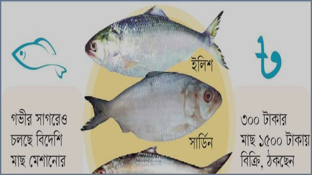 আসল ইলিশের নামে বিদেশি সার্ডিন-চৌক্কা, বাজারে চলছে ‘রুপালি ধোঁকা’