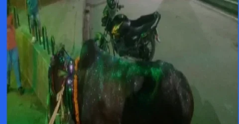 জগন্নাথ বিশ্ববিদ্যালয়ে গরুভোজের জন্য ১ লাখ ২৫ হাজার টাকায় গরু ক্রয়