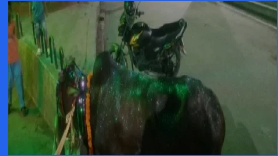 জগন্নাথ বিশ্ববিদ্যালয়ে গরুভোজের জন্য ১ লাখ ২৫ হাজার টাকায় গরু ক্রয়
