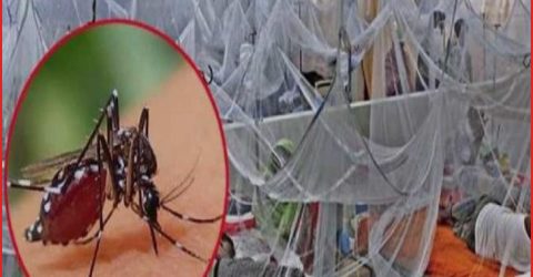 ডেঙ্গুতে শিশুসহ আরও ৪ মৃত্যু, আক্রান্তের সংখ্যা লাখ ছাড়াল