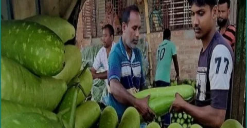পঞ্চগড়ে লাউয়ের বাম্পার ফলন, ১ টাকায় মিলছে ৪টি